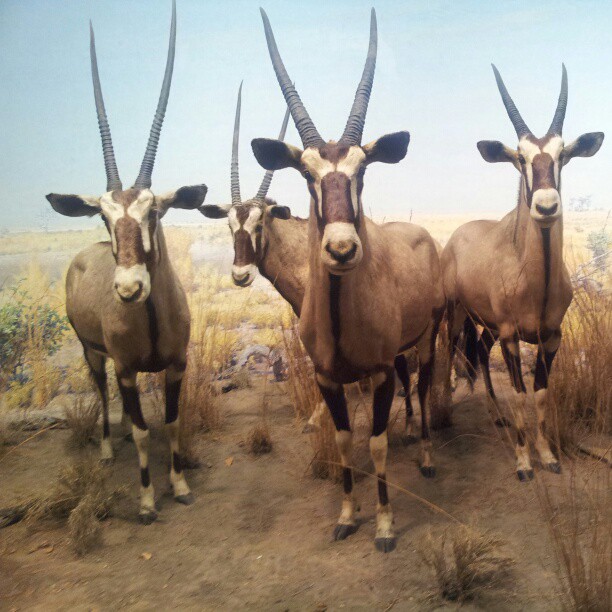 an assortment of long horned horned animals are standing