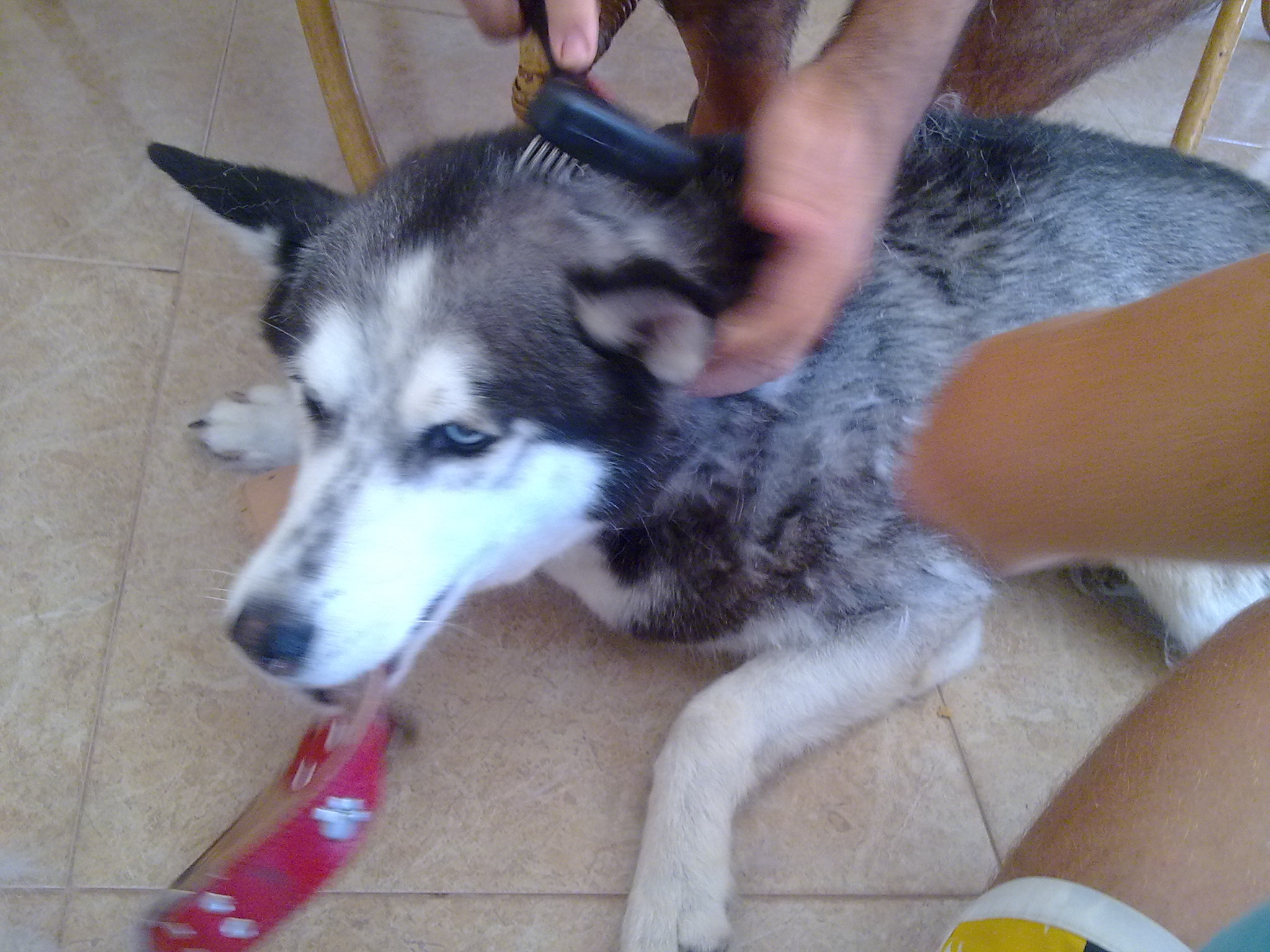 a dog that is laying on the ground getting its hair combed