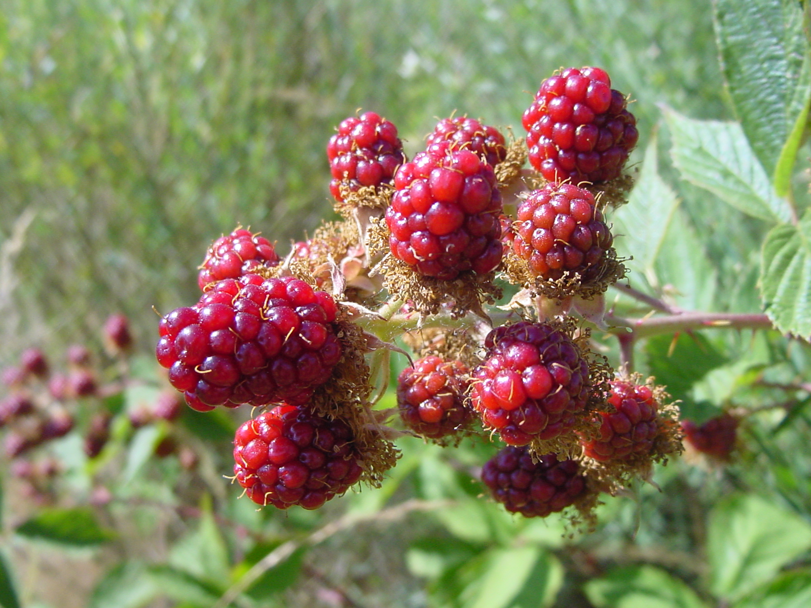 berries blooming on the stems of a plant