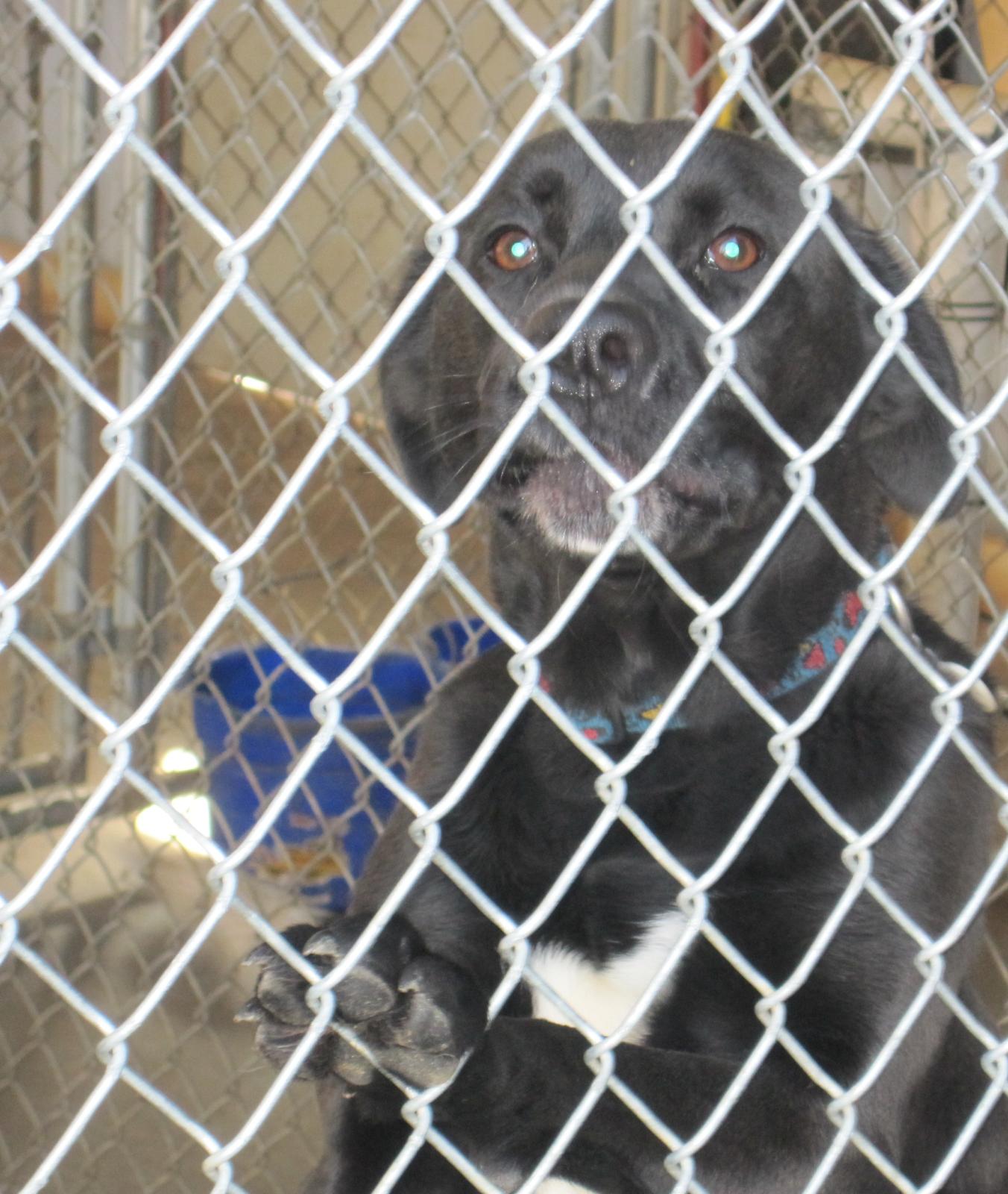 a black and white dog sitting behind a chain link fence