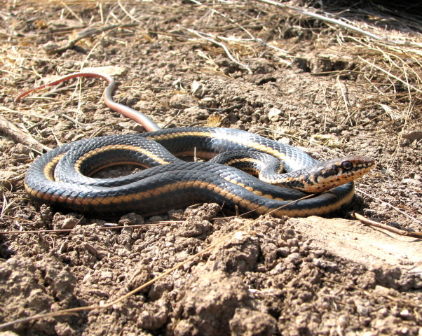 a large blue and yellow snake laying on the ground