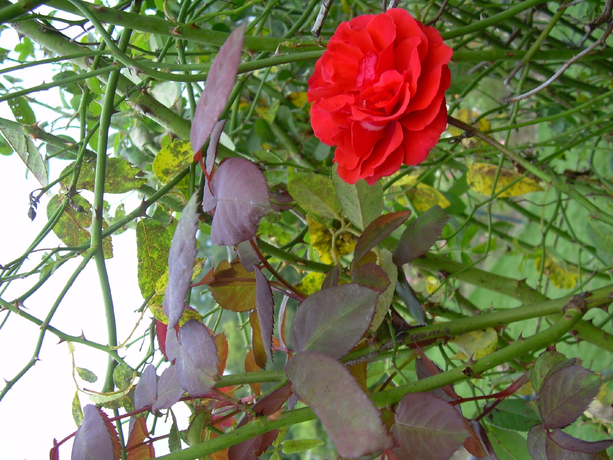 a red flower is growing on a green nch