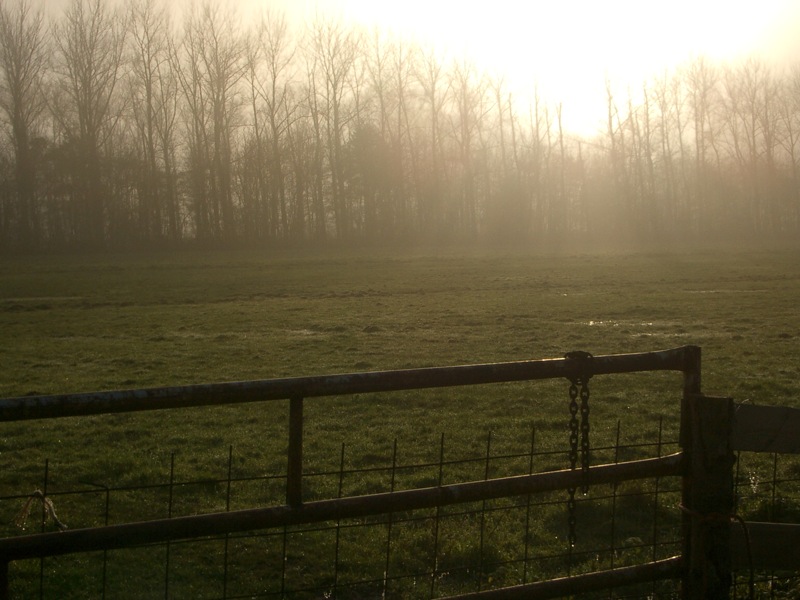 foggy field with a fence and trees on the other side