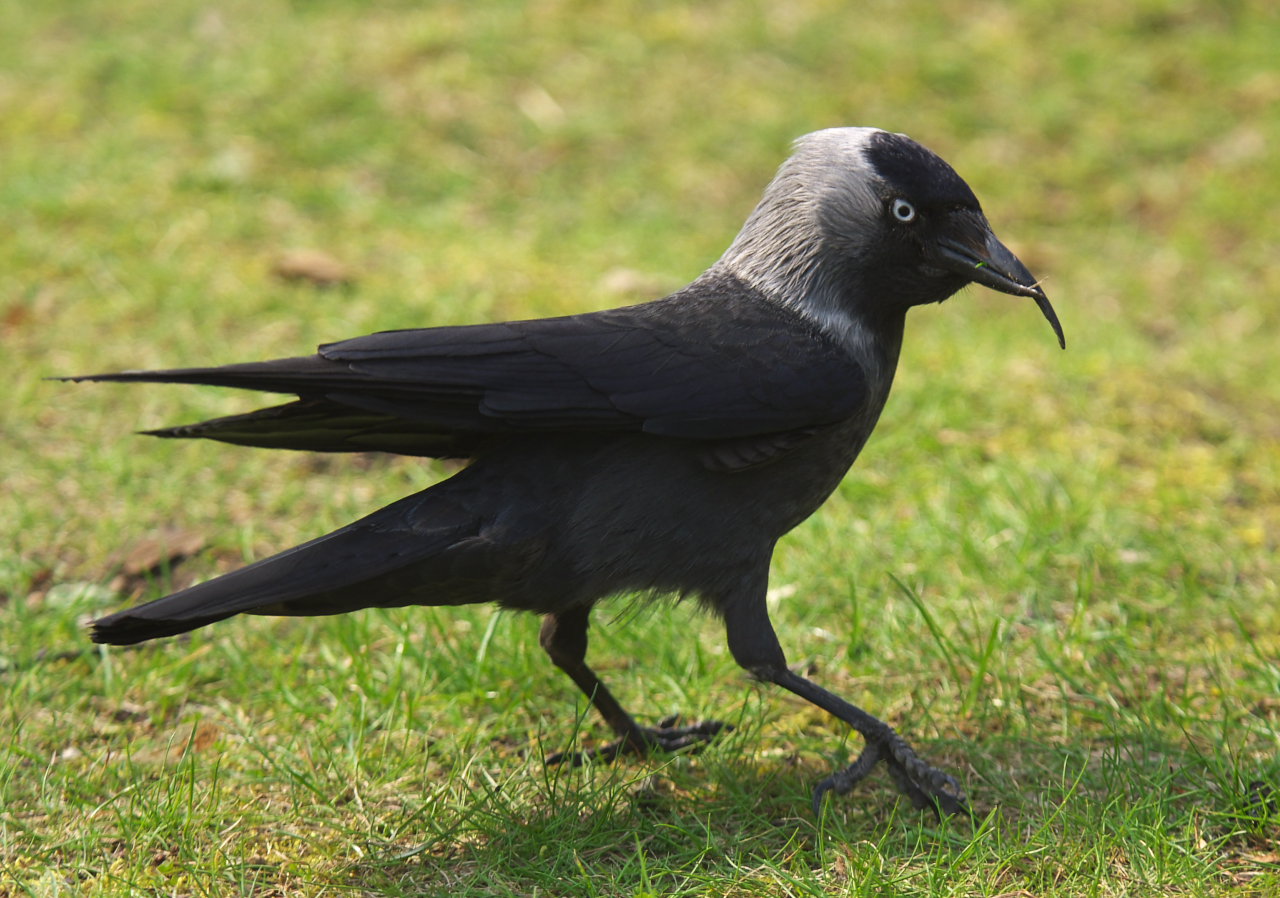a black crow is standing on the grass with its mouth open
