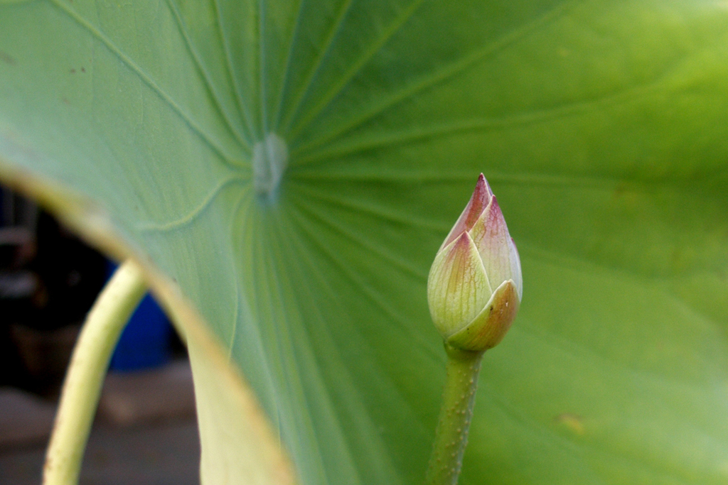 a small green flower growing in a lush green leaf