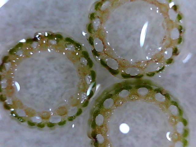 three glass rings that are on a white plate