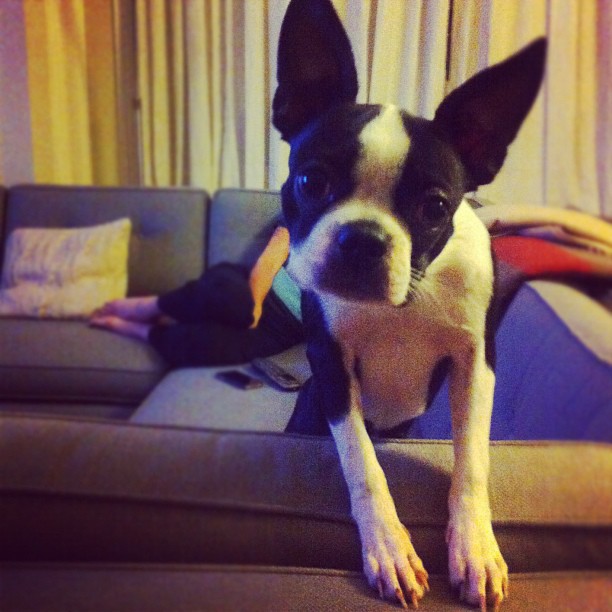a boston terrier sitting on a couch in front of a woman