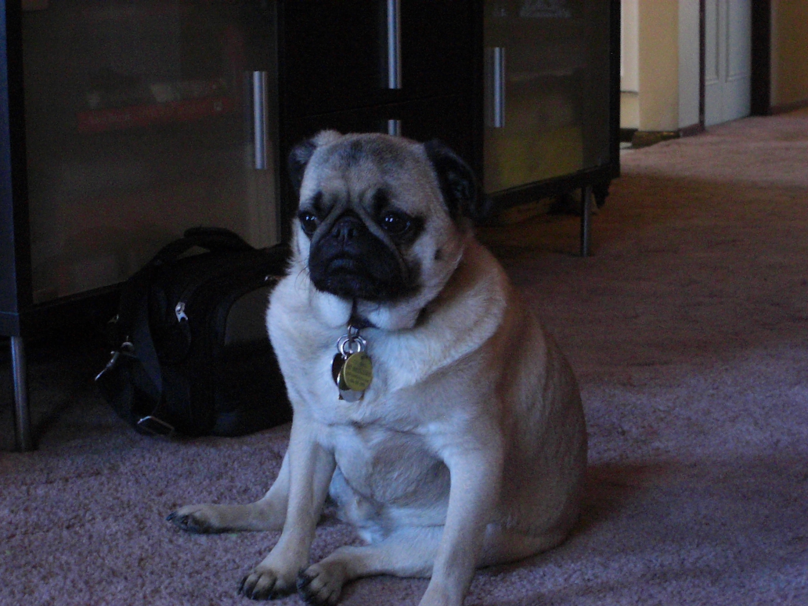 a pug dog sits in the middle of an empty floor