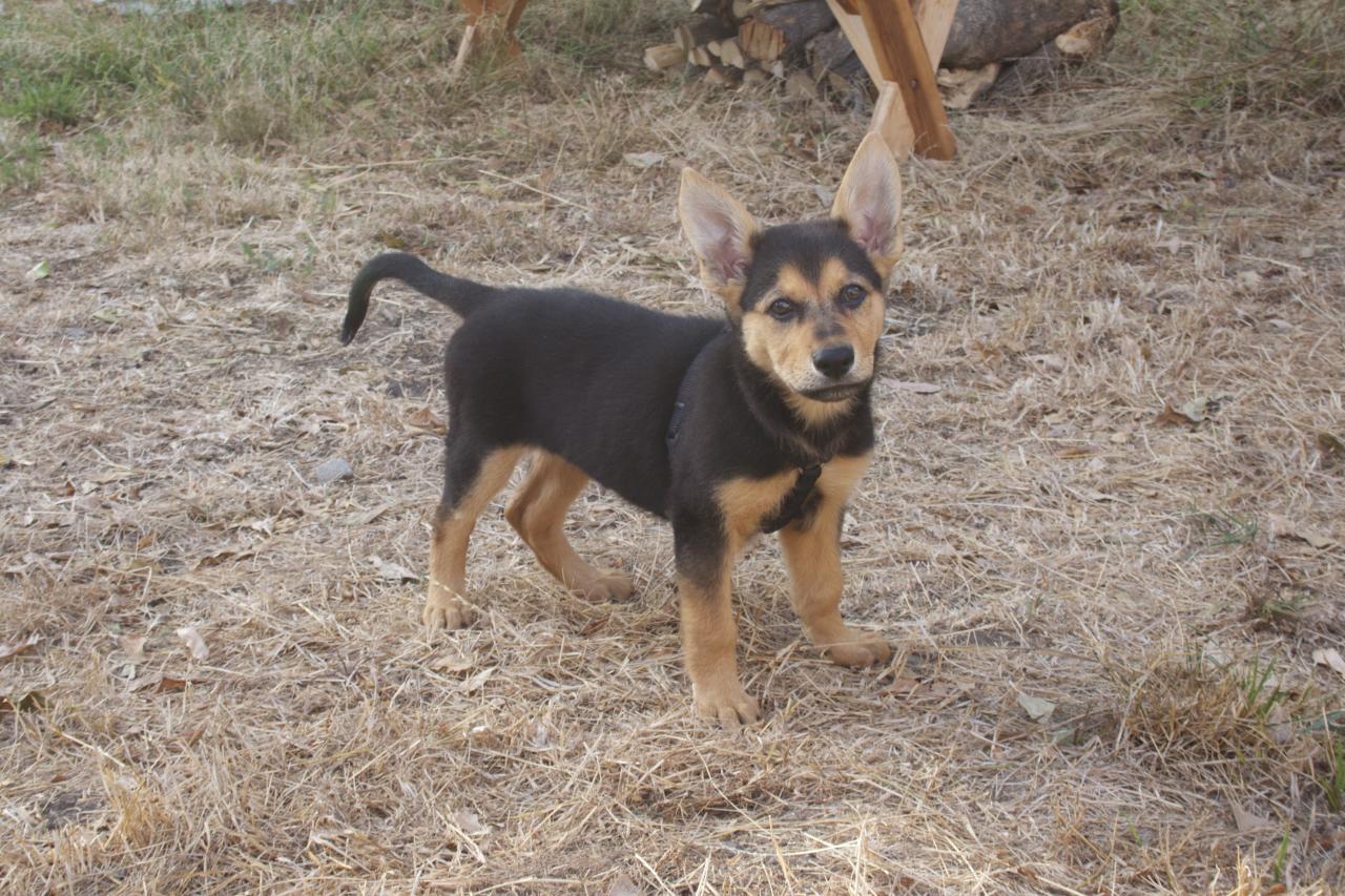 a black and brown dog is standing in the grass