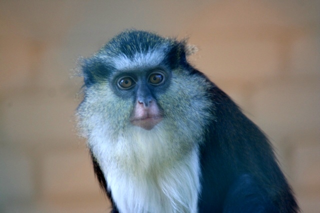 a monkey with long hair is looking into the distance