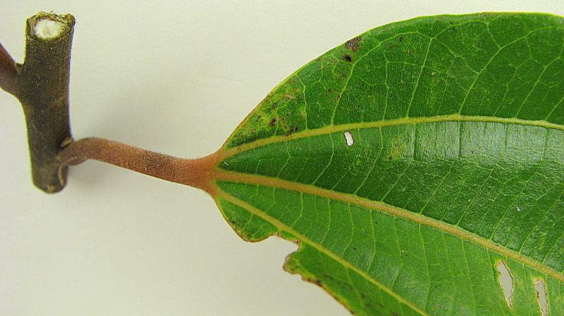 the leaves and splotches are visible on the underside of a leaf