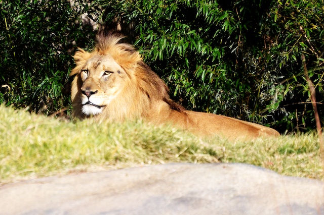 a big pretty lion laying in the grass