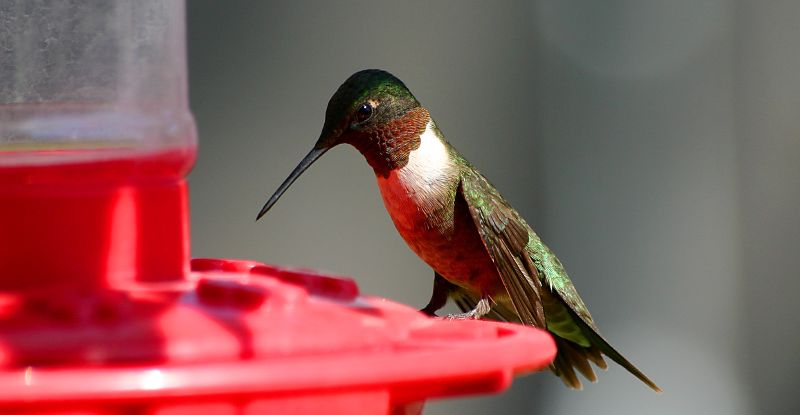 hummingbird perched on a red bird feeder and eating