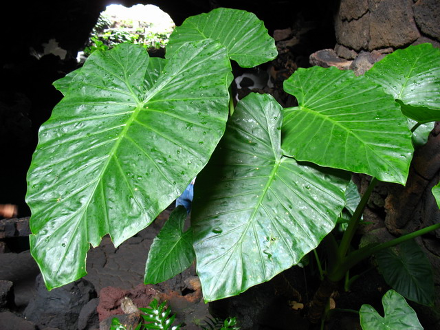 large green leaves near rocks and small white flowers
