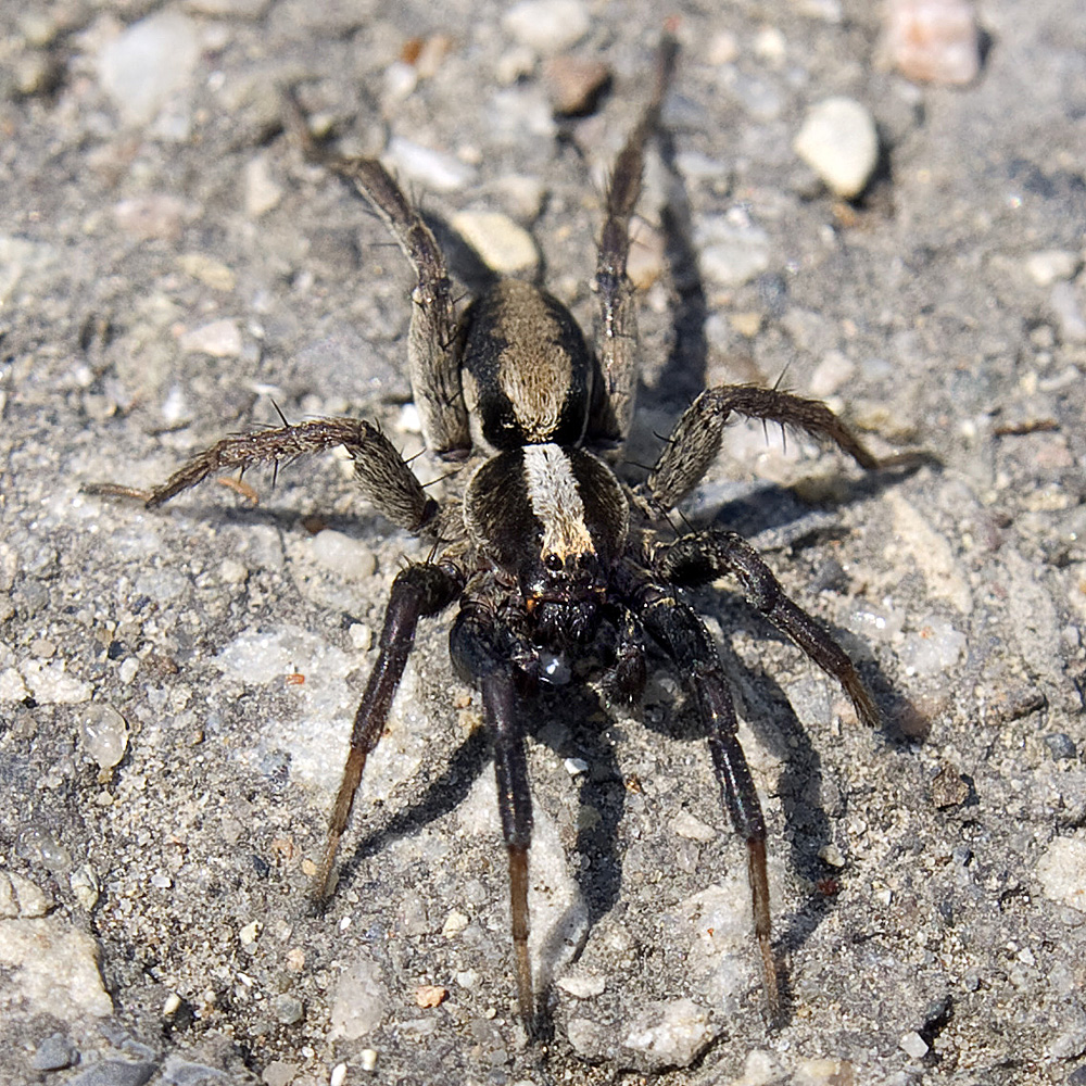 a close up of a spider on the ground