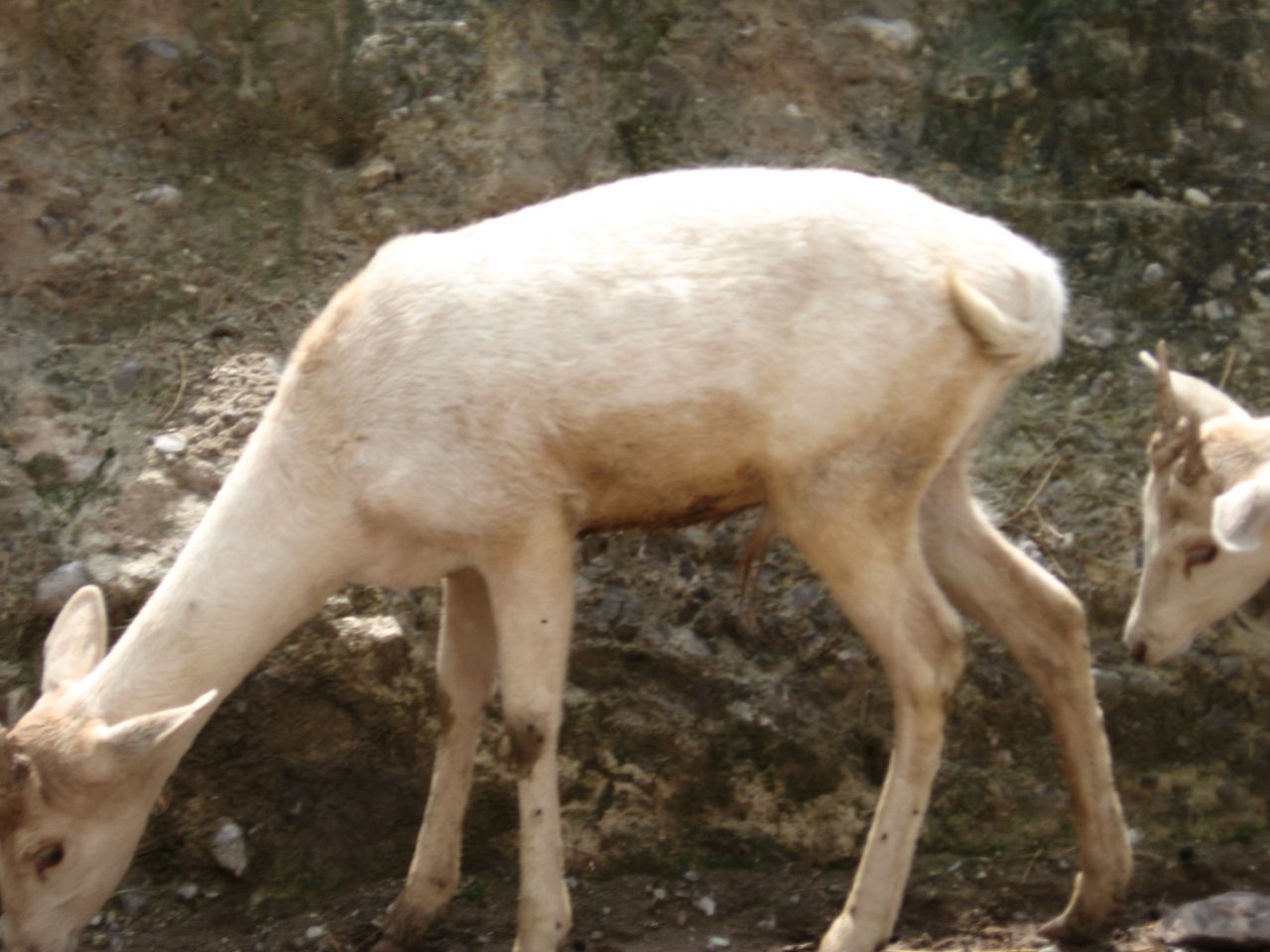 a large white goat in a rocky area eating