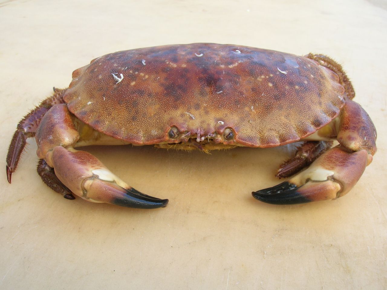 a big, large crab is sitting in the center of a picture