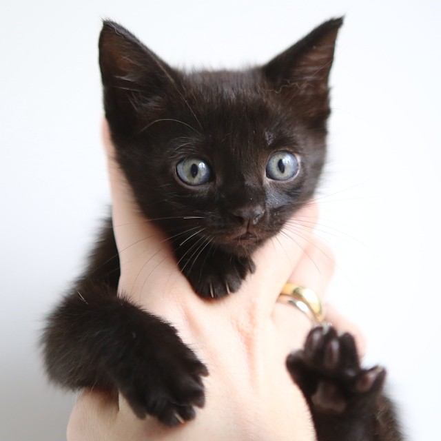 small black kitten holding onto its paws, trying to get attention