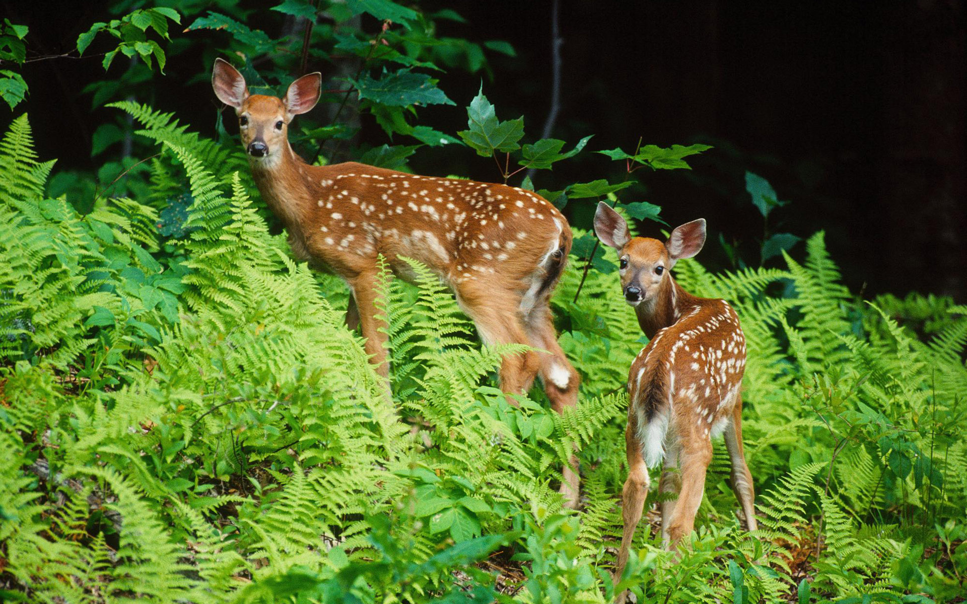 two young deer stand in the woods with fern