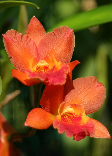 red and yellow flowers on the same plant