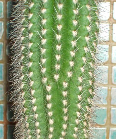 the center part of a cactus plant is green