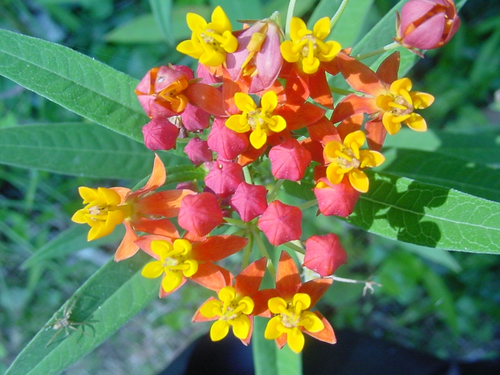 an orange and yellow flower is standing in a field