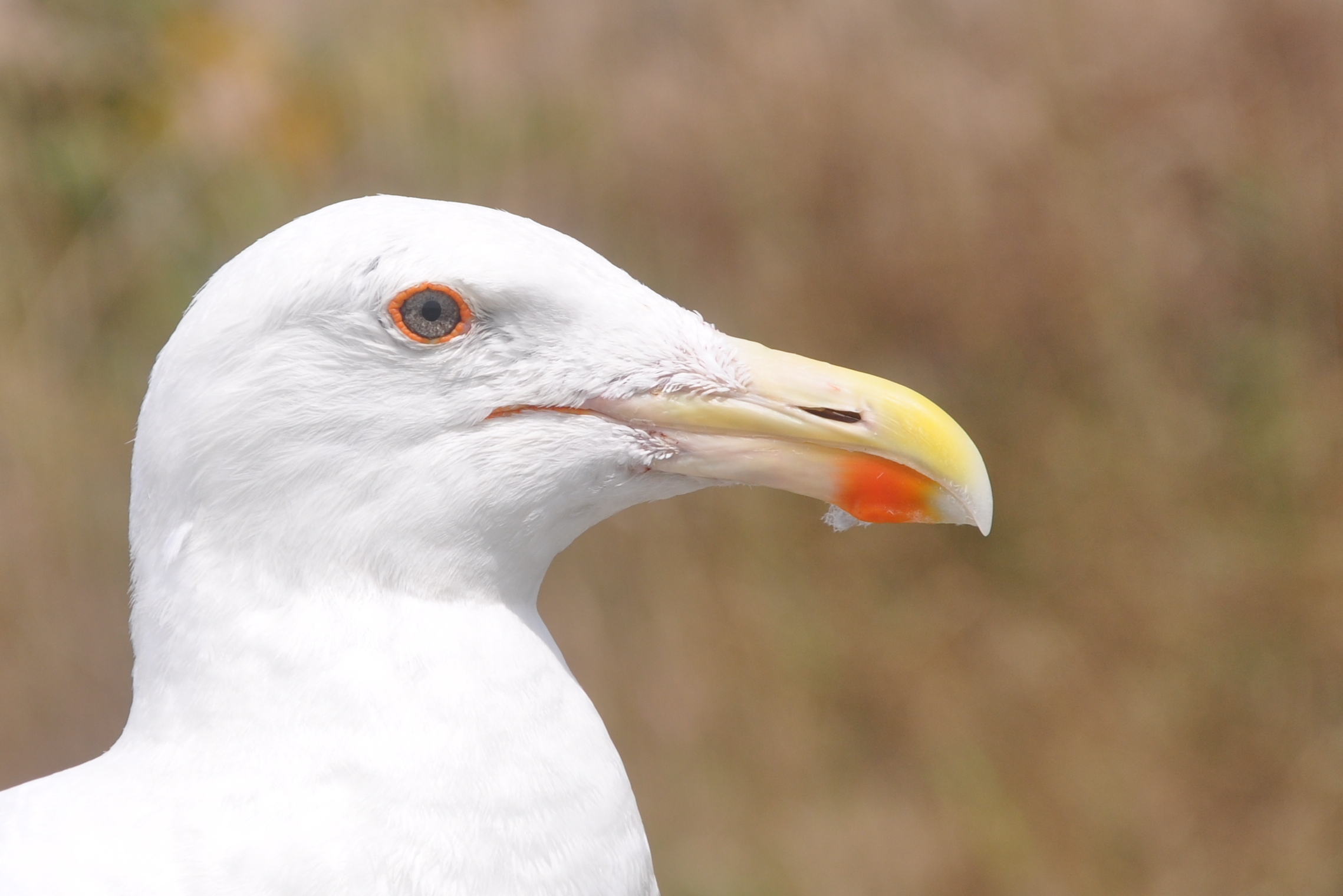 a white bird with yellow beak standing in front of grass