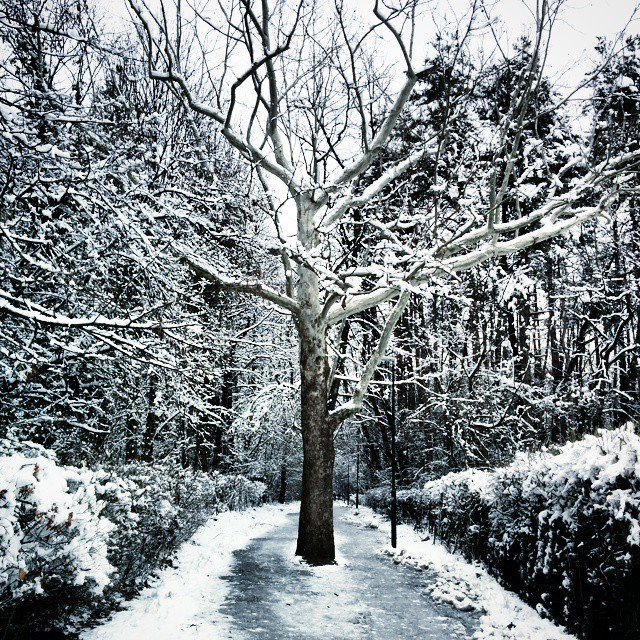 a snow covered path with tree, bushes and bushes