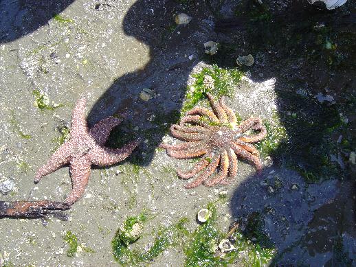 a starfish on the concrete and another one with its shadow