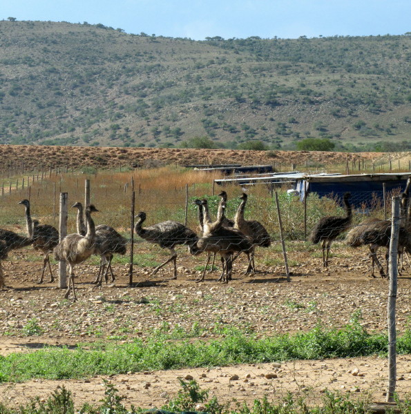 an ostrich and other birds stand in a yard