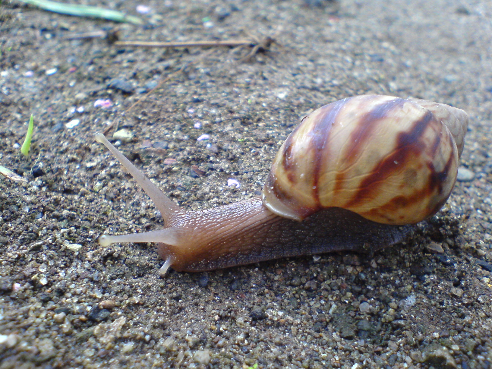 the snail is laying down outside in the dirt