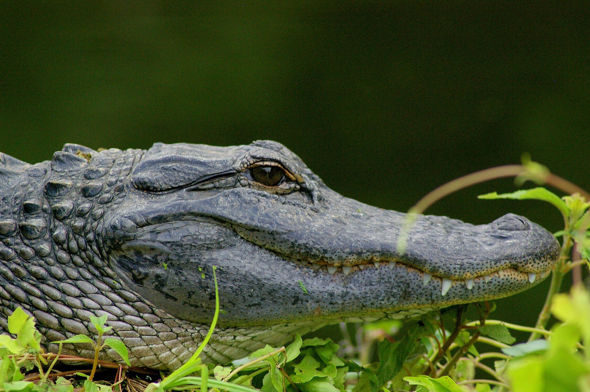 a close up of a large alligator laying in a grassy field