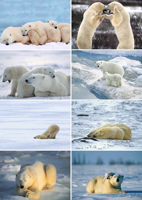 there are a few pictures of polar bears