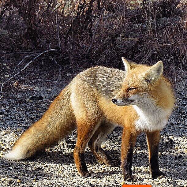 a fox in the dirt near bushes