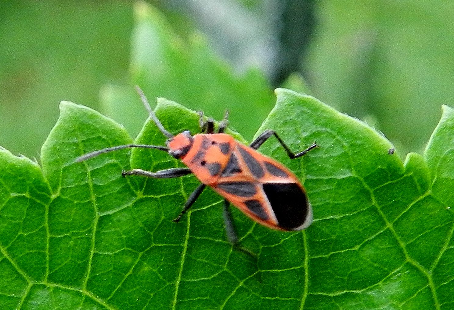 a small brown and black insect on some leaves