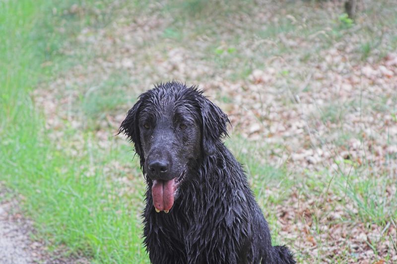 a wet black dog sits on the grass