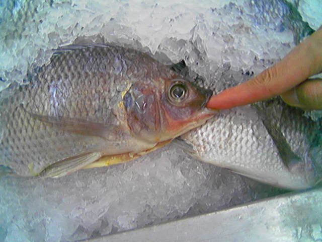 a fish with ice in the background and someone's finger on it