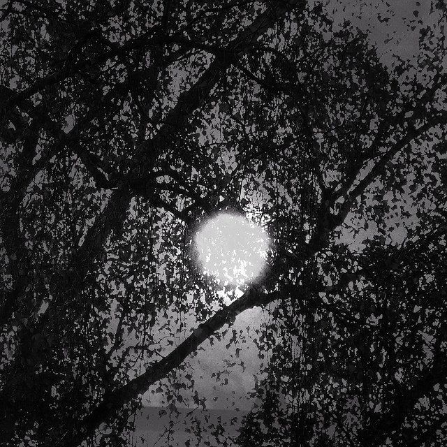 a tree with the moon shining through the nches