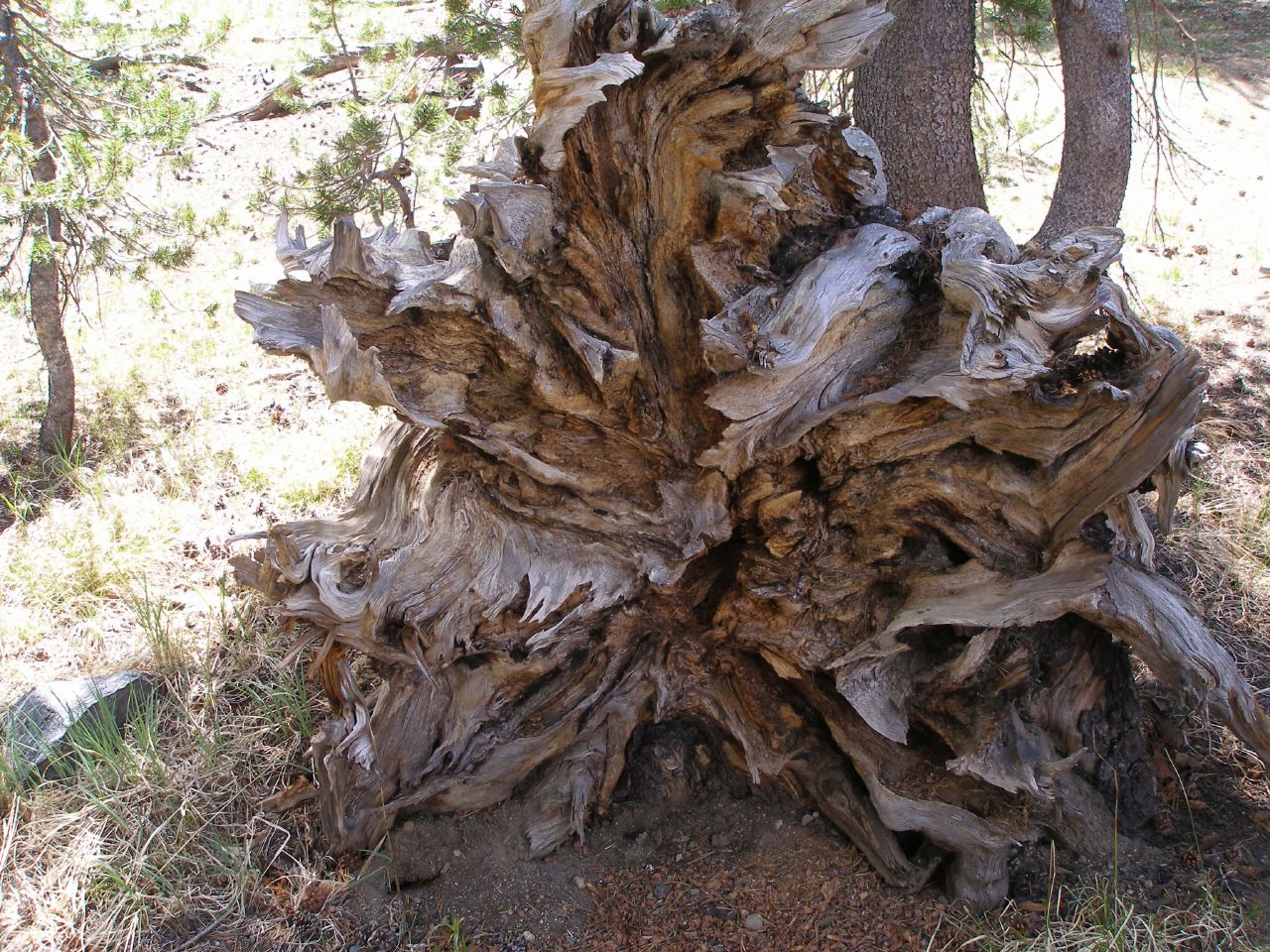 a very large tree with roots in the ground