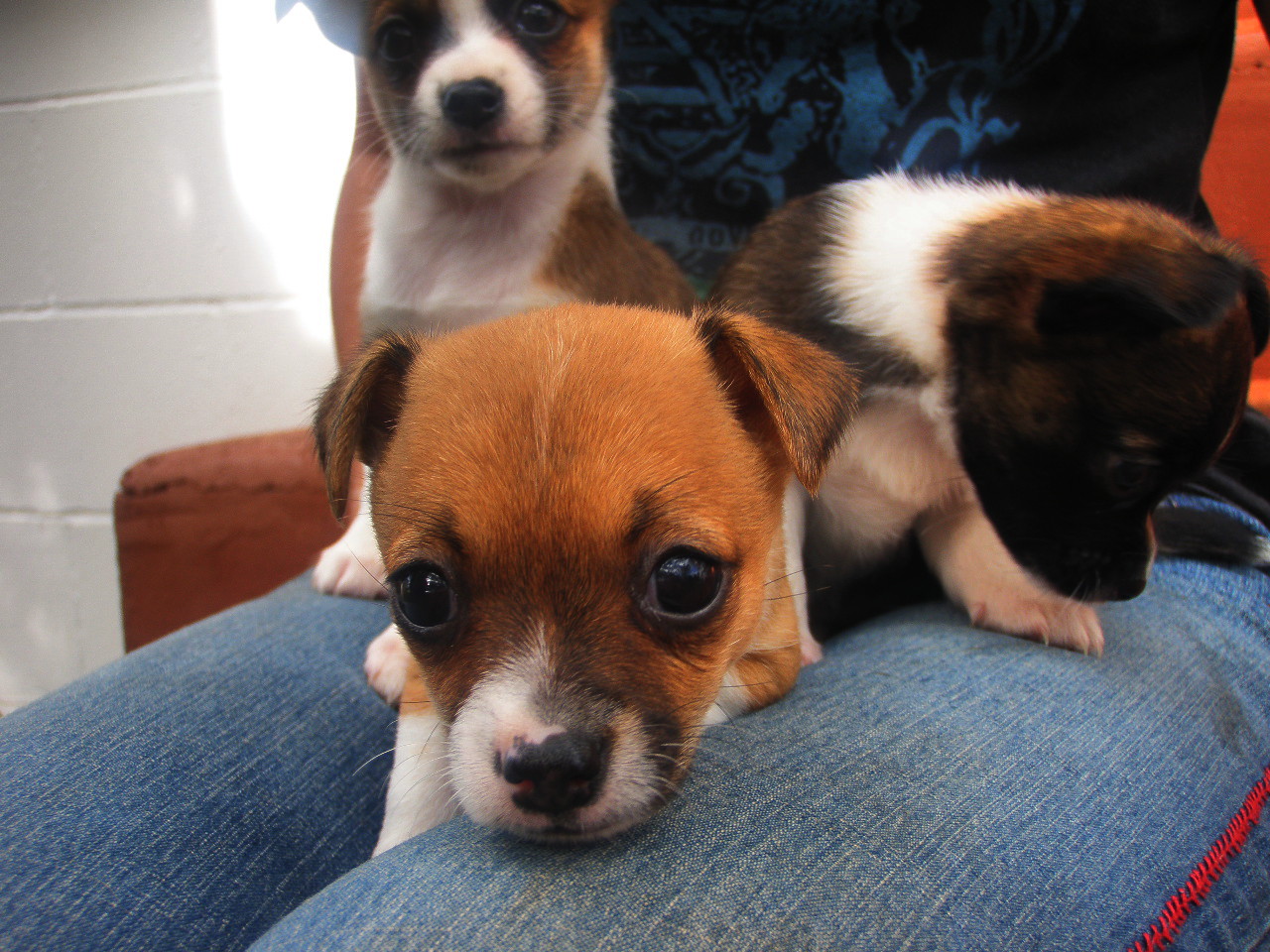 two small dogs sit atop someones lap while one looks up