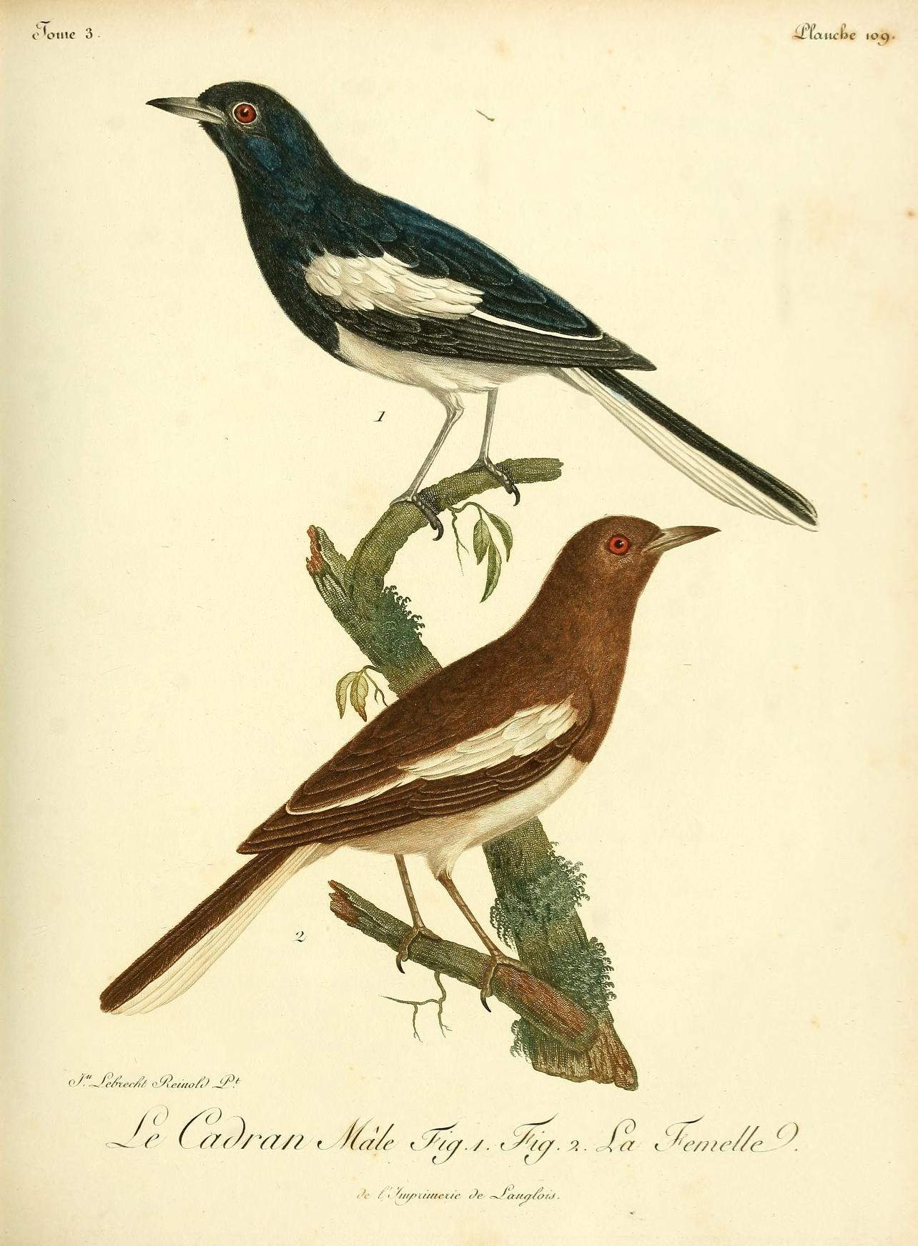 two birds standing on tree nches, one brown and one white