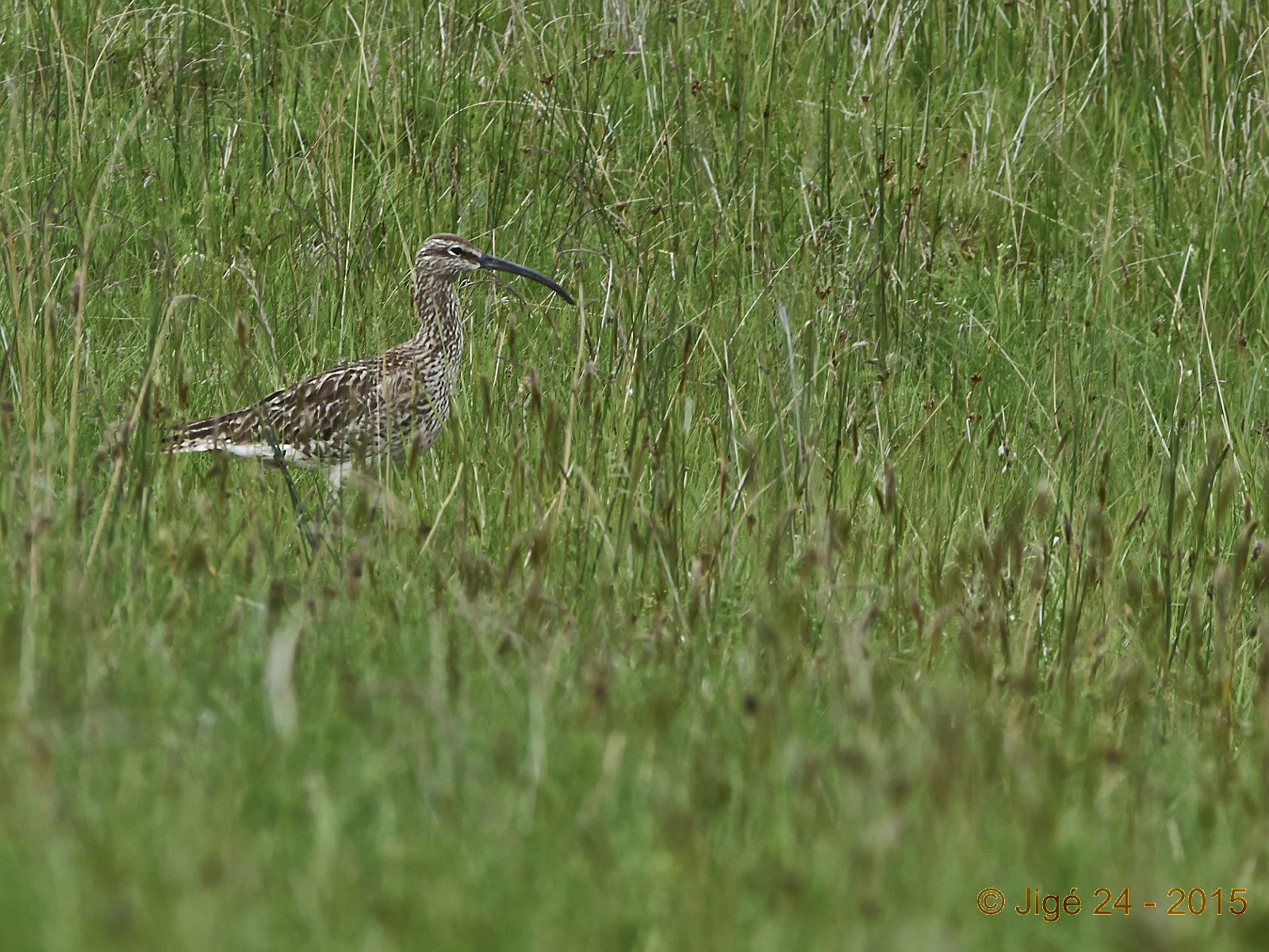 an adult bird standing on tall grass in a field