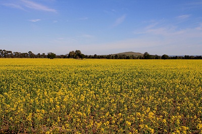 this beautiful yellow flower field can be seen from the side