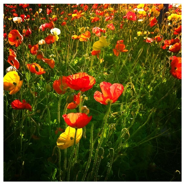 many different colored flowers growing in the grass