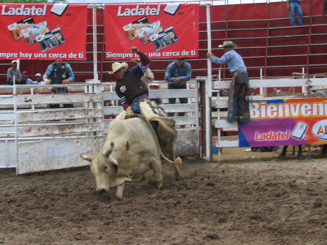 a person is riding a bull with two bulls