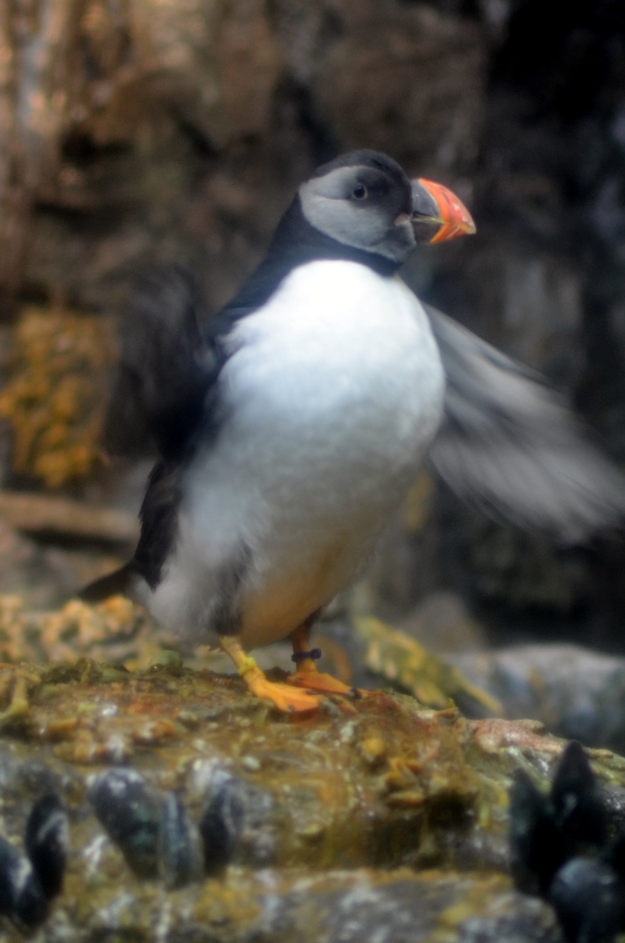 a bird with orange beak and black wings sitting on a rock