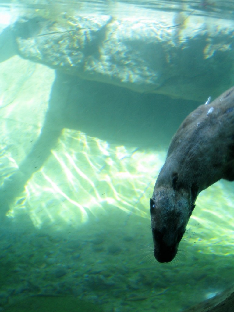 a polar bear swimming in some water