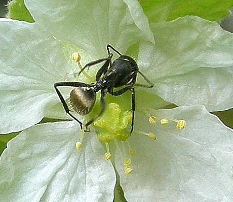 there is a large insect on a flower