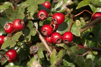 a small bush with some bright red berries growing on it