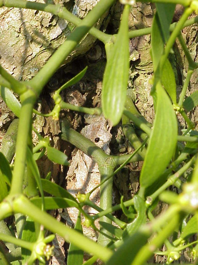 the lizard is perched in the bush under the green leaves